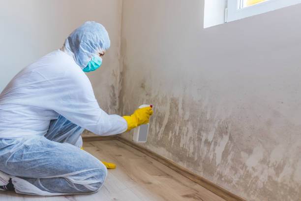 Mold Removal Process in Lucedale, MS